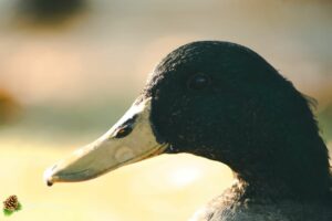 canard colvert