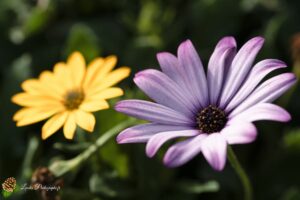 Cosmos