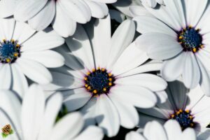 Cosmos