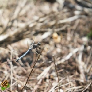 anisoptera