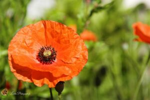 Coquelicot