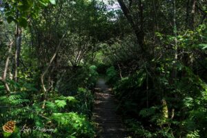 La Réserve Naturelle de l’Étang Noir à Seignosse