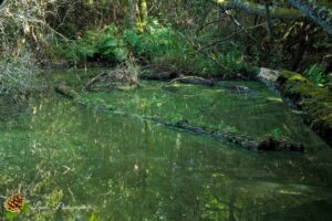 La Réserve Naturelle de l’Étang Noir à Seignosse