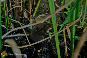 La Réserve Naturelle de l’Étang Noir à Seignosse