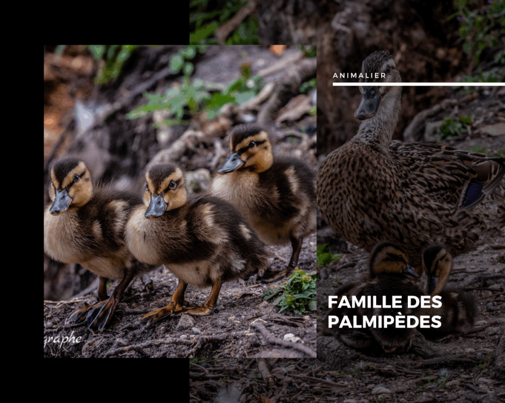 Famille des palmipèdes