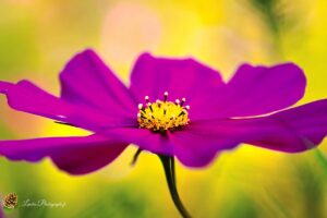Cosmos