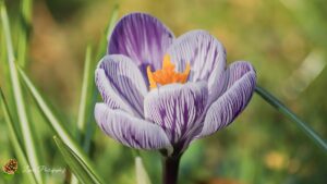 Crocus