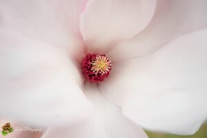 Magnolia