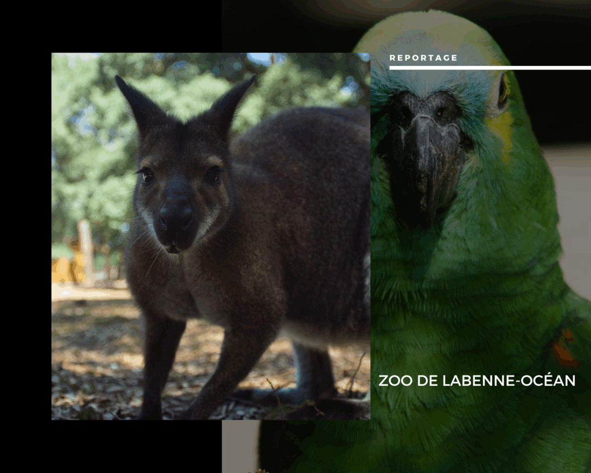 Zoo de Labenne-Océan