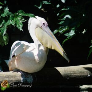 pélican blanc
