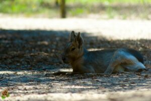 wallaby de benett
