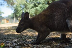 wallaby de benett