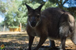 wallaby de benett