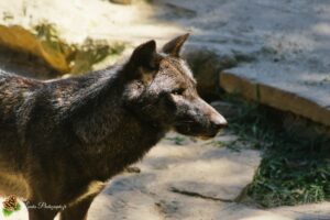 Loup du canada