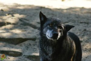Loup du canada