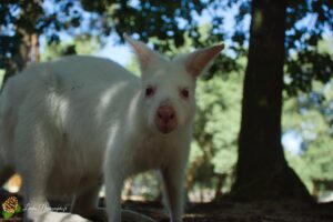 wallaby de benett
