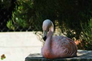 Flamant du Chili