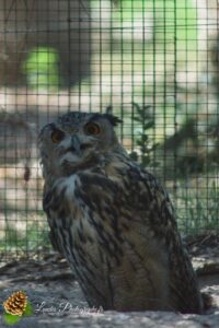 hibou grand duc