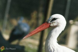 cigogne