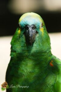 ara