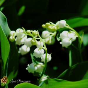 Muguet