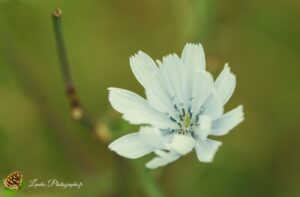 Fleurs