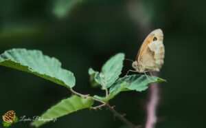 Papillon